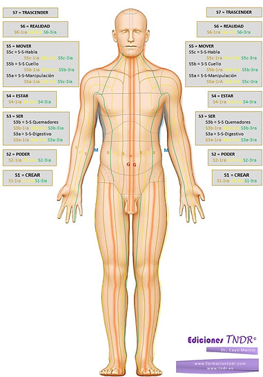 Estructura_Energética_Ser_Humano.jpg