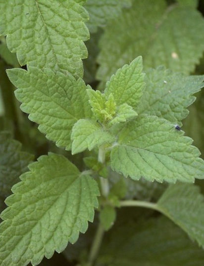 PlantasMELISA-si.jpg