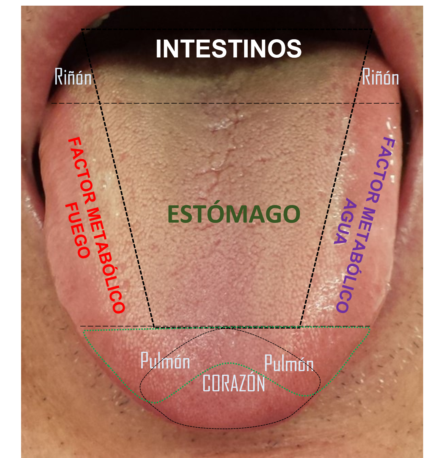 lengua.png